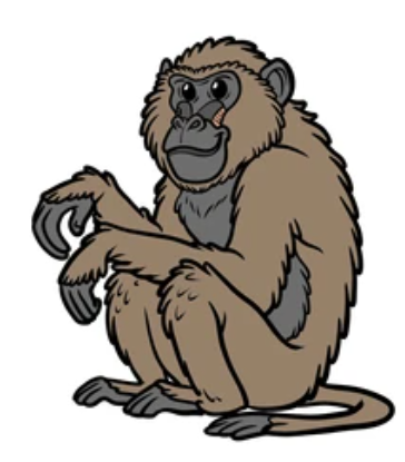baboon